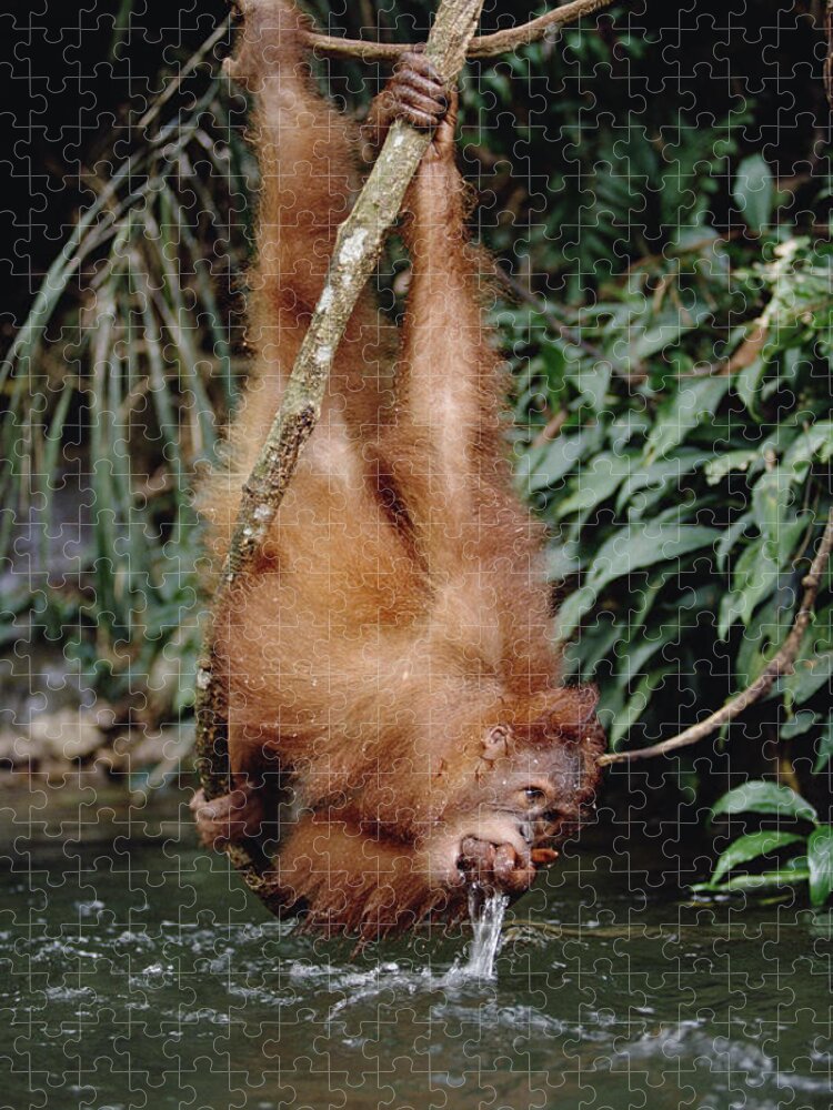 Feb0514 Jigsaw Puzzle featuring the photograph Orangutan Drinking From River Sumatra by Konrad Wothe