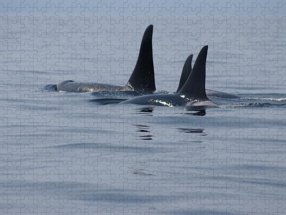 Orca Jigsaw Puzzle featuring the photograph Orca Family by Marilyn Wilson