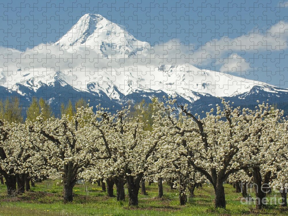 Orchard Jigsaw Puzzle featuring the photograph Orchard And Mount Hood Oregon by John Shaw