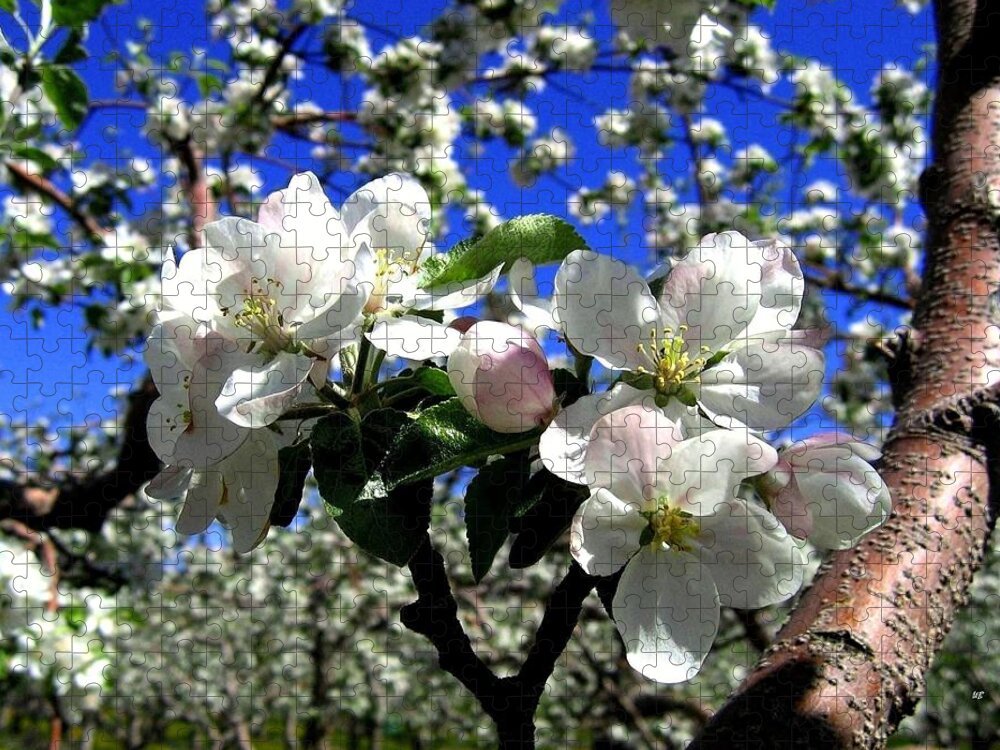 Apple Blossoms Jigsaw Puzzle featuring the photograph Orchard Ovation by Will Borden