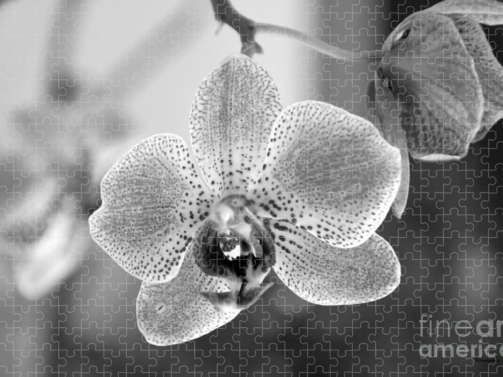 Phalaenopsis Jigsaw Puzzle featuring the photograph Orchid black and white by Ramona Matei