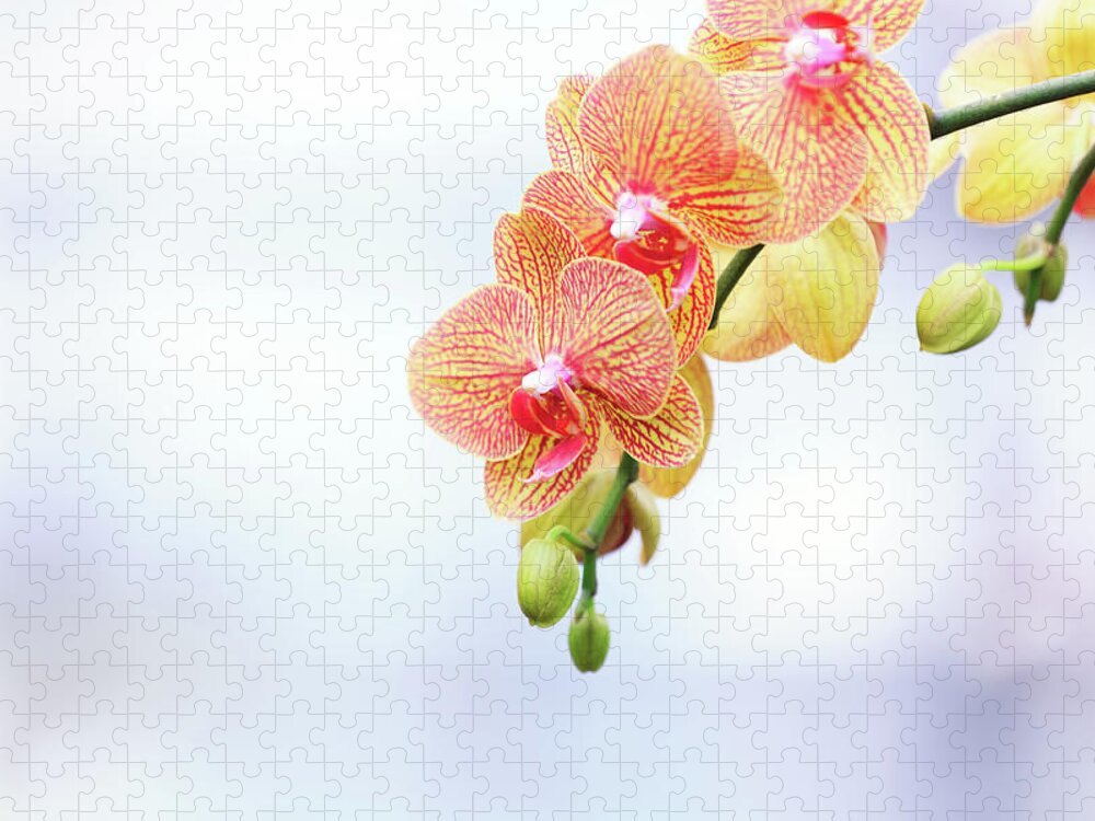 Hanging Jigsaw Puzzle featuring the photograph Orchid by Borchee