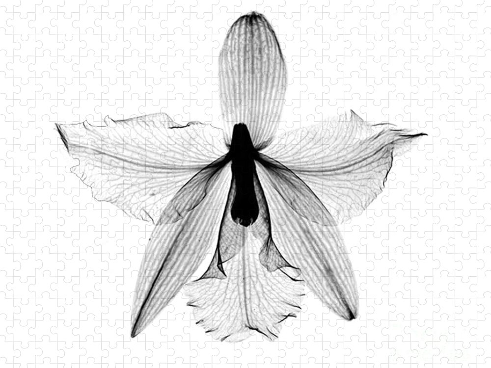 Nature Jigsaw Puzzle featuring the photograph Orchid Flower X-ray by Bert Myers