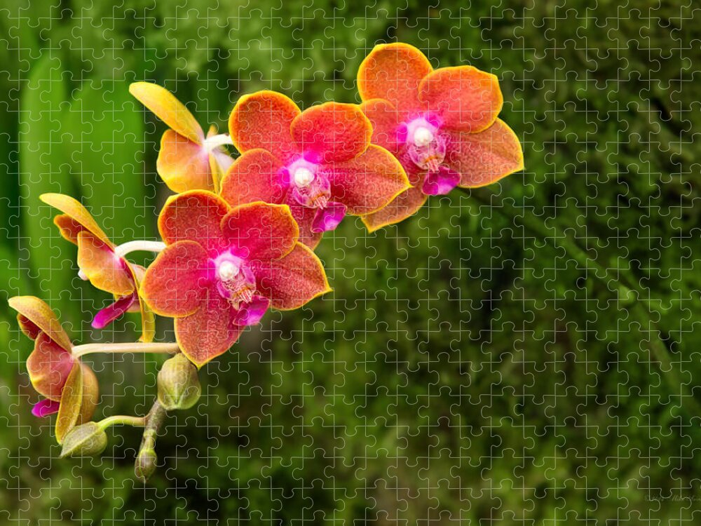 Phalaenopsis Jigsaw Puzzle featuring the photograph Orchid - Phalaenopsis - Tying Shin Cupid by Mike Savad