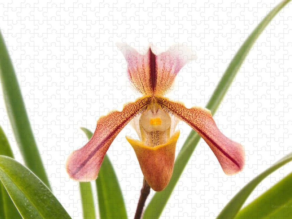 Orchid Jigsaw Puzzle featuring the photograph Orchid - Will the slipper fit by Mike Savad