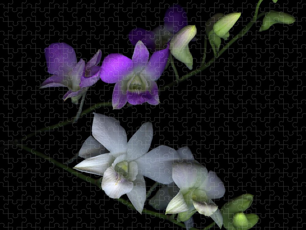Purple Jigsaw Puzzle featuring the photograph Orchids by Photograph By Magda Indigo