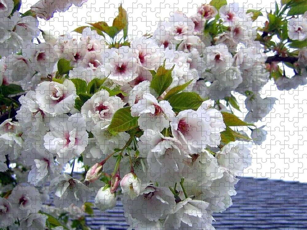 Oregon Cherry Blossoms Jigsaw Puzzle featuring the photograph Oregon Cherry Blossoms by Will Borden
