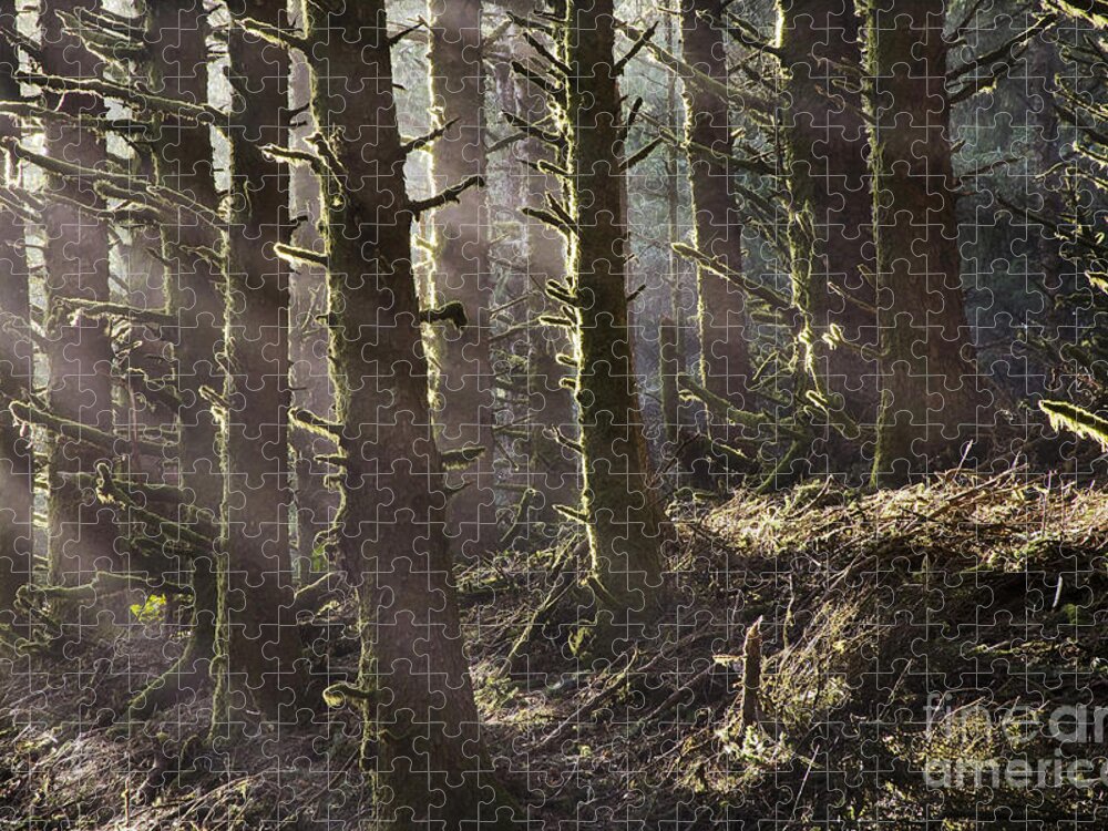 Rainforest Jigsaw Puzzle featuring the photograph Oregonian Rainforest by Sean Bagshaw