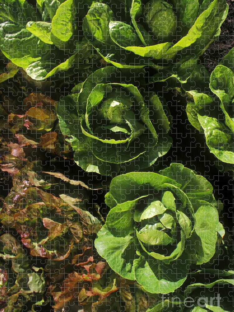 Agronomy Jigsaw Puzzle featuring the photograph Organic Lettuce by Craig Lovell