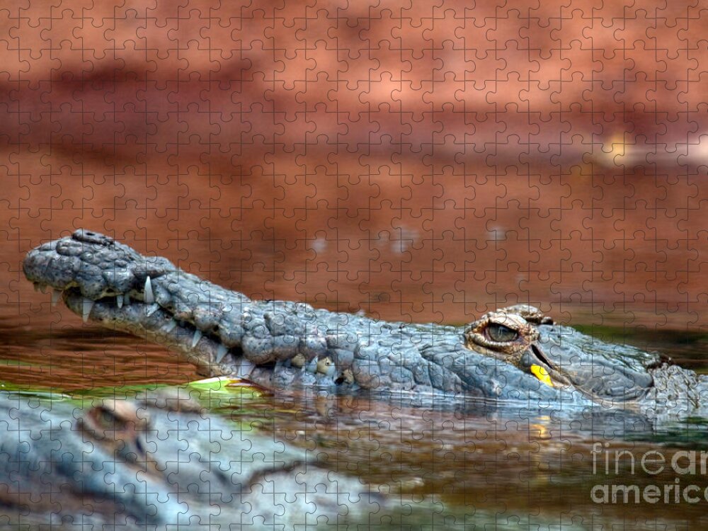 Animal Jigsaw Puzzle featuring the photograph Orinoco Crocodile Crocodylus Intermedius by Mark Newman