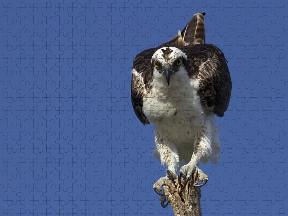 Osprey Jigsaw Puzzle featuring the photograph Osprey Photo by Meg Rousher