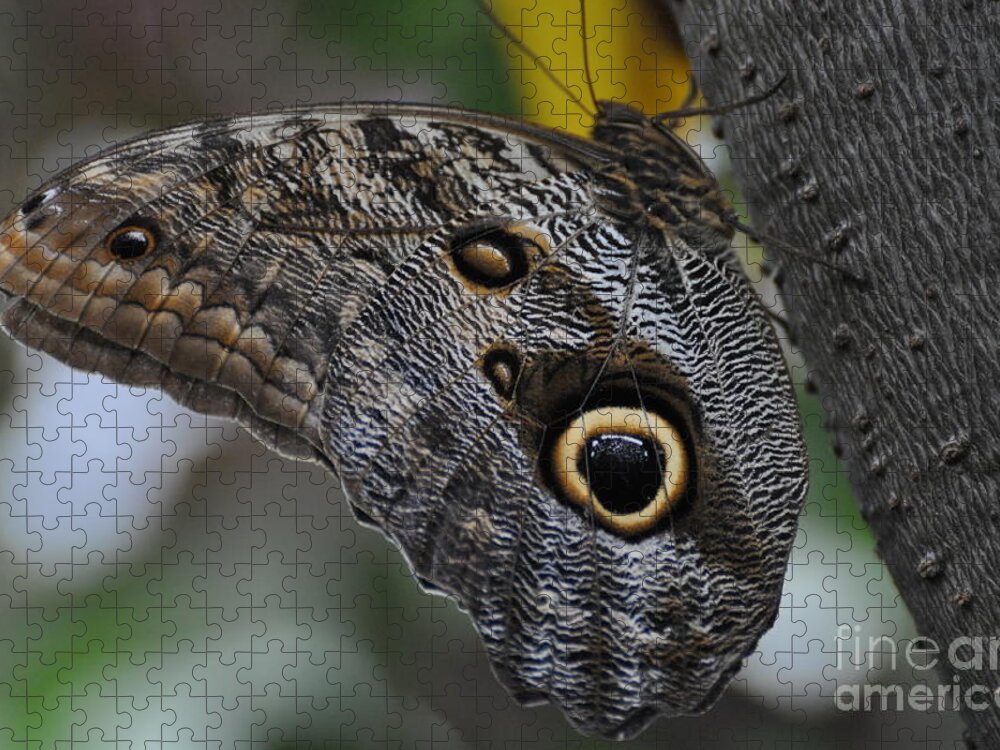 Owl Butterfly Jigsaw Puzzle featuring the photograph Owl Butterfly by Bianca Nadeau