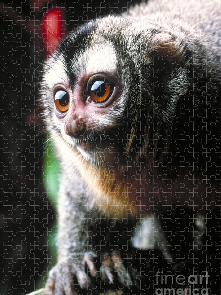 Owl Monkey Jigsaw Puzzle featuring the photograph Owl Monkey by Stephen Dalton