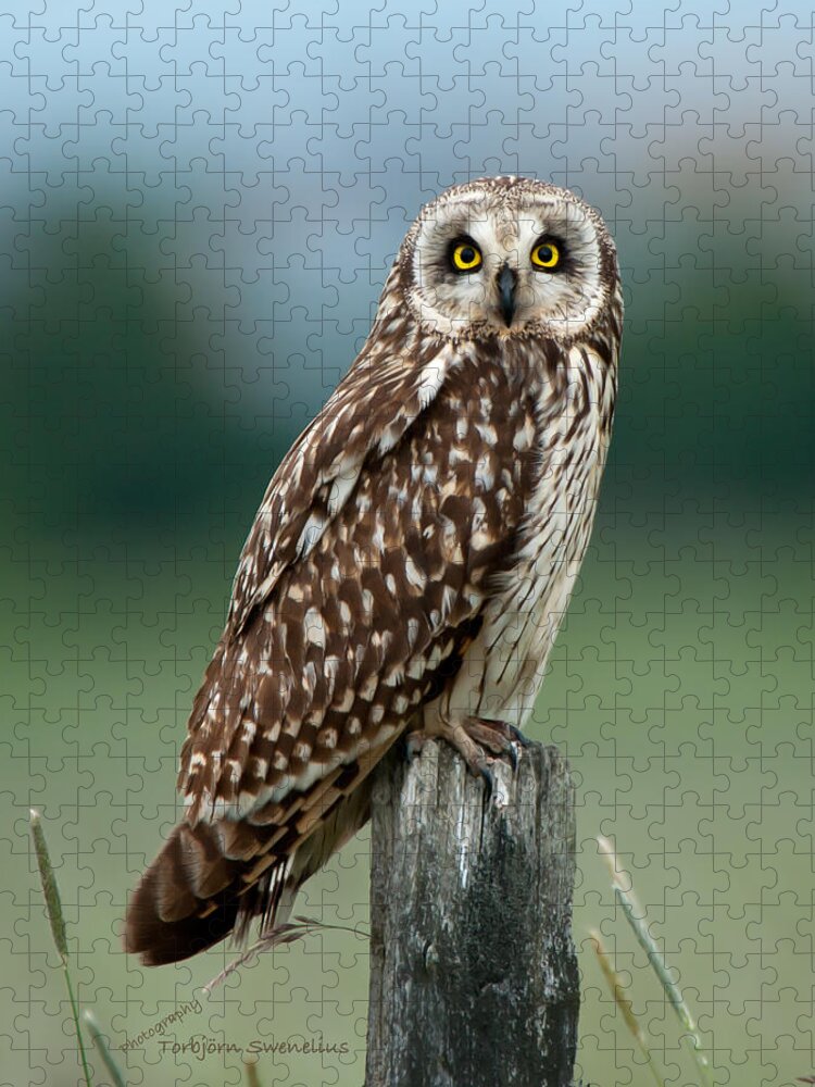 Short Eared Owl Jigsaw Puzzle featuring the photograph Owl see you by Torbjorn Swenelius