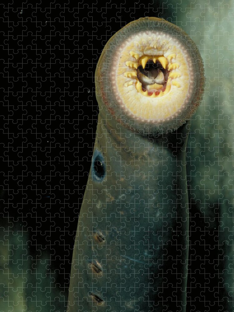 Animal Jigsaw Puzzle featuring the photograph Pacific Lamprey by Rondi Church