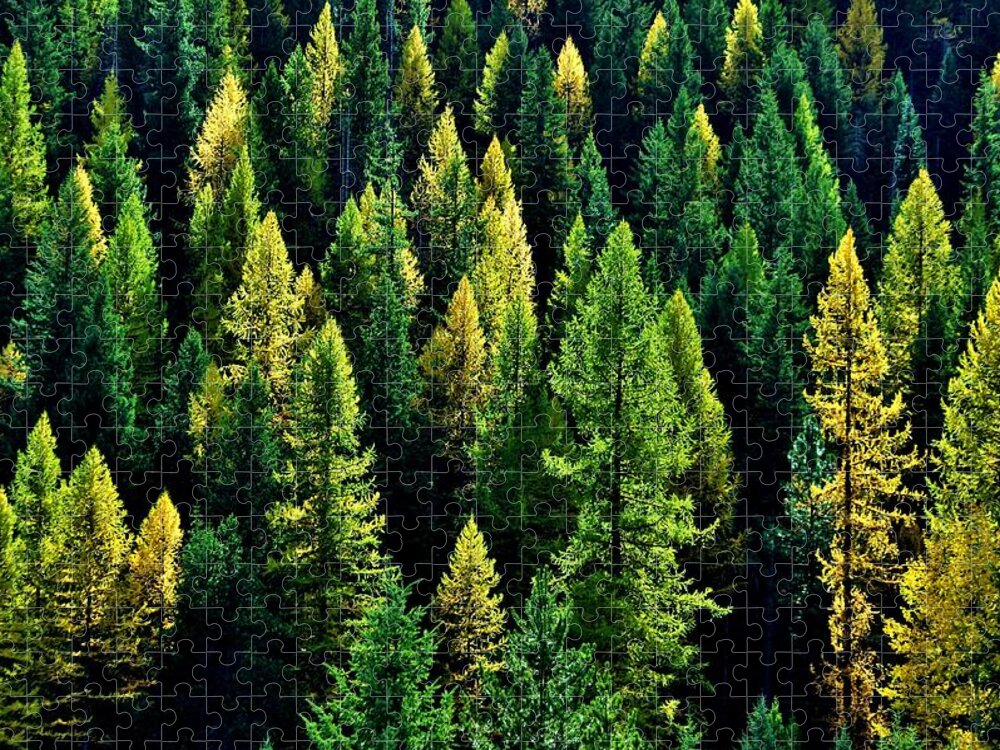 Pines Jigsaw Puzzle featuring the photograph Pacific Northwest Autumn by Benjamin Yeager
