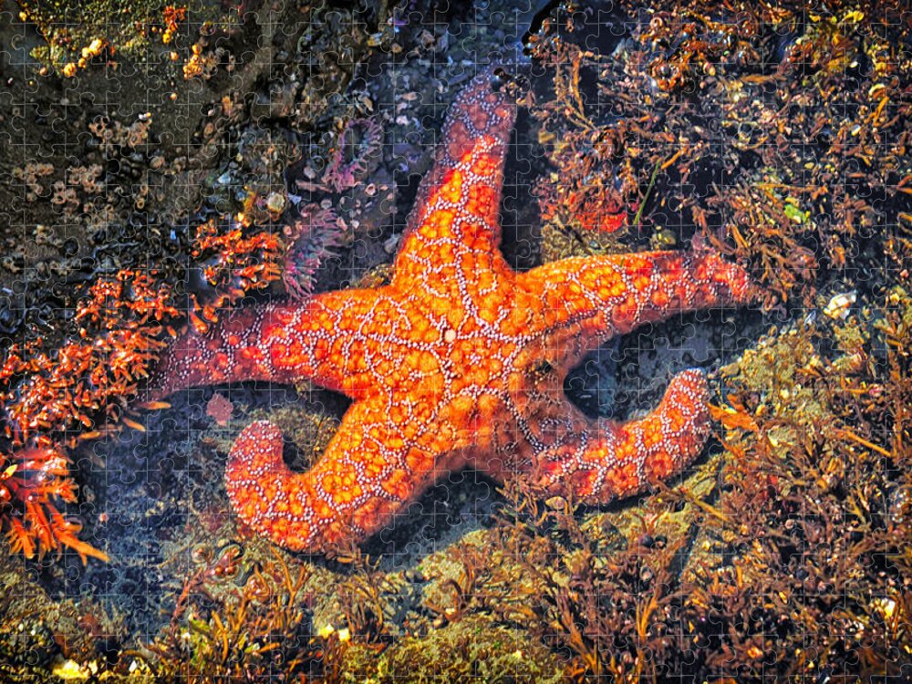 Starfish Jigsaw Puzzle featuring the photograph Pacific Starfish by Greg Norrell