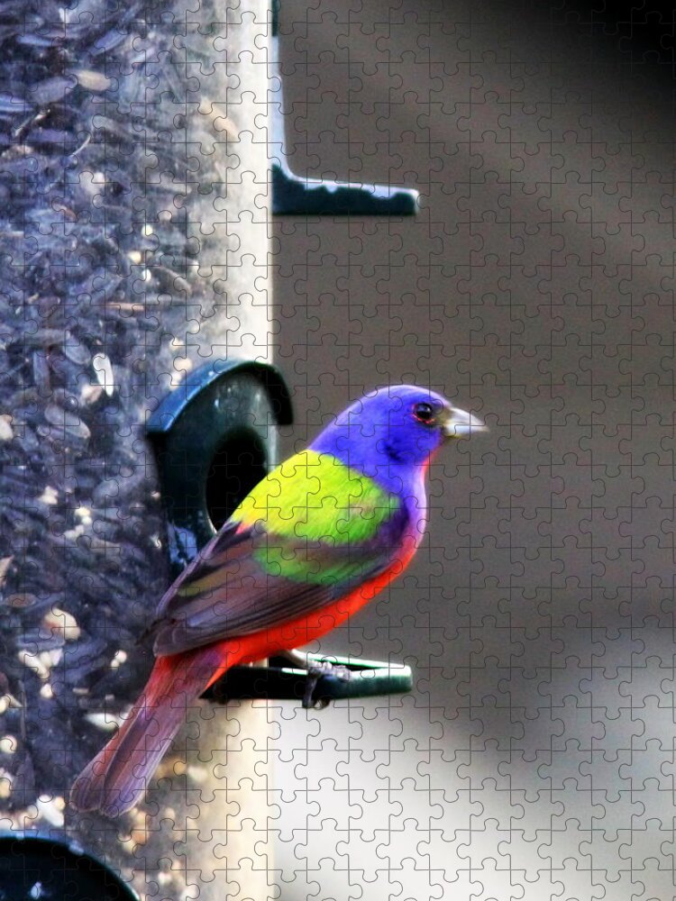 Bird Jigsaw Puzzle featuring the photograph Painted Bunting - IMG 9757-002 by Travis Truelove