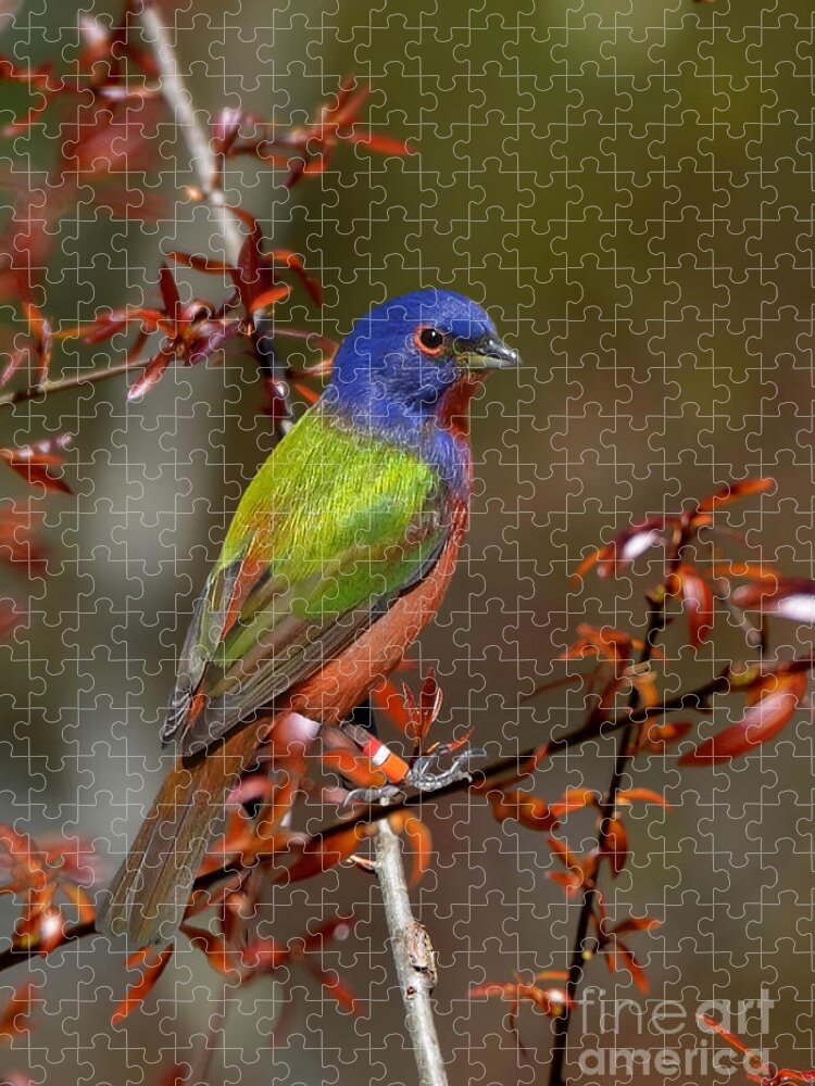 Painted Bunting Jigsaw Puzzle featuring the photograph Painted Bunting - Male by Kathy Baccari