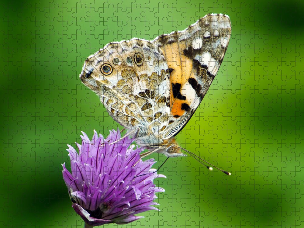 Painted Lady Jigsaw Puzzle featuring the photograph Painted Lady by Torbjorn Swenelius