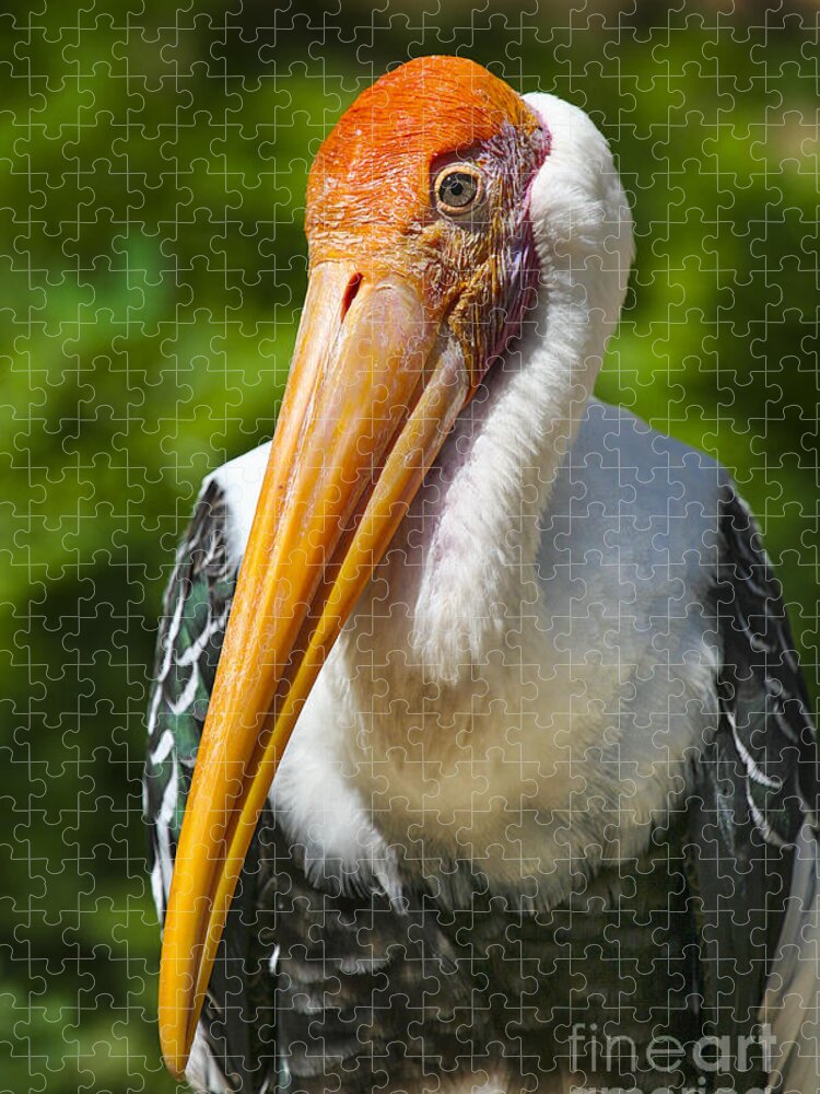 Animals Jigsaw Puzzle featuring the photograph Painted Stork by Timothy Hacker