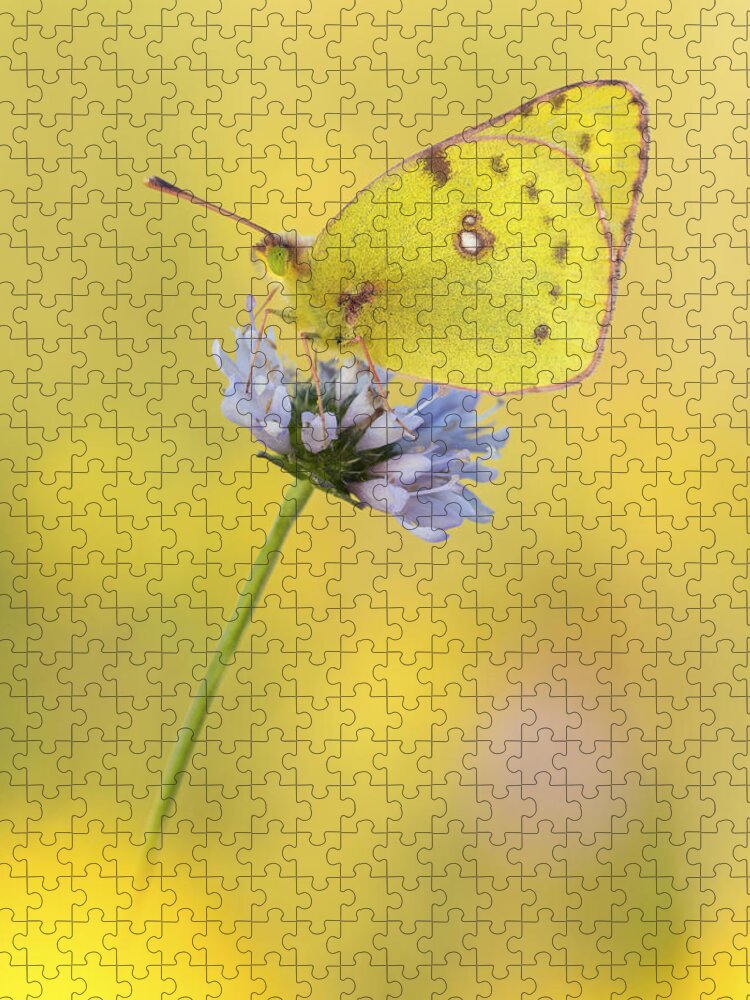 Nis Jigsaw Puzzle featuring the photograph Pale Clouded Yellow Butterfly On Flower by Arik Siegel