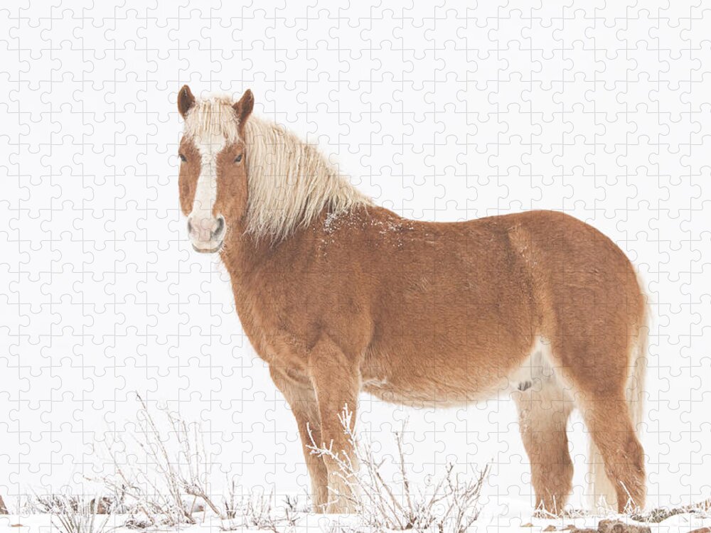 Palomino Jigsaw Puzzle featuring the photograph Palomino Horse in the Snow by James BO Insogna