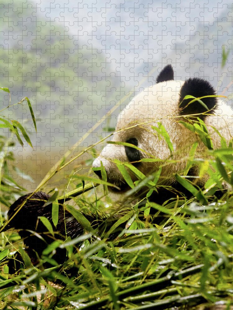 Panda Jigsaw Puzzle featuring the photograph Panda by Shuttertwinz Photography Llc