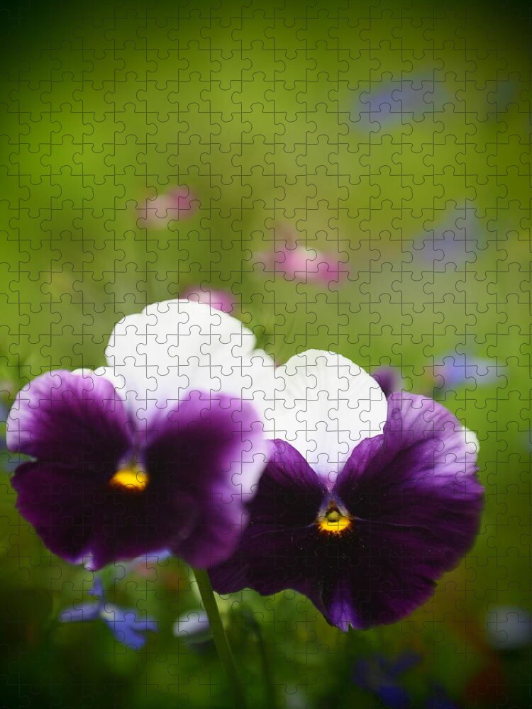 Flowers Jigsaw Puzzle featuring the photograph Pansy Dreams by Dorothy Lee