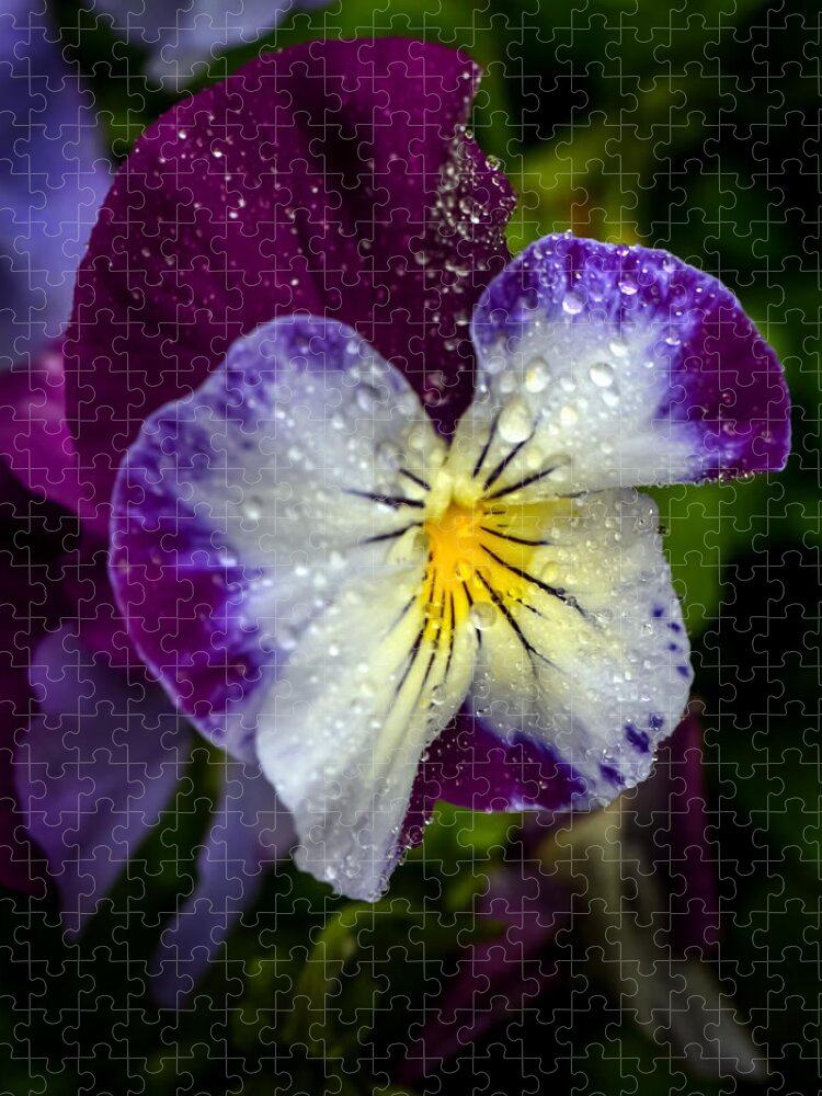 Flower Jigsaw Puzzle featuring the photograph Pansy by Robert Mitchell
