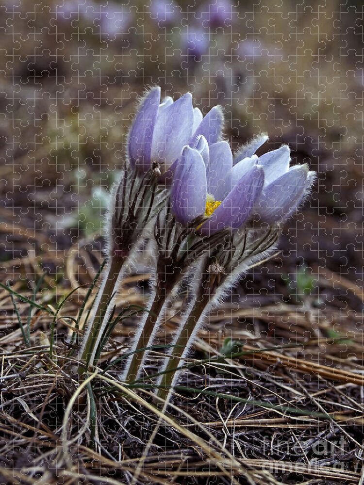 Flowers Jigsaw Puzzle featuring the photograph Pasque flower by Steven Ralser