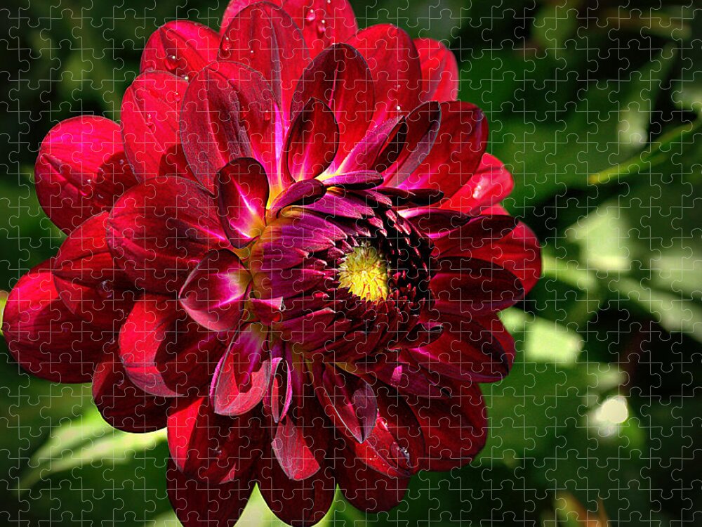 Red Jigsaw Puzzle featuring the photograph Passionate Dahlia by Tikvah's Hope
