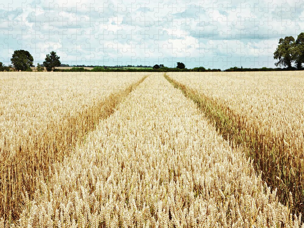 Tranquility Jigsaw Puzzle featuring the photograph Paths Carved In Field Of Tall Wheat by Robin James