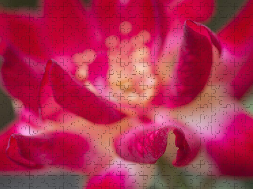 Rose Jigsaw Puzzle featuring the photograph Patterned Petals by Priya Ghose