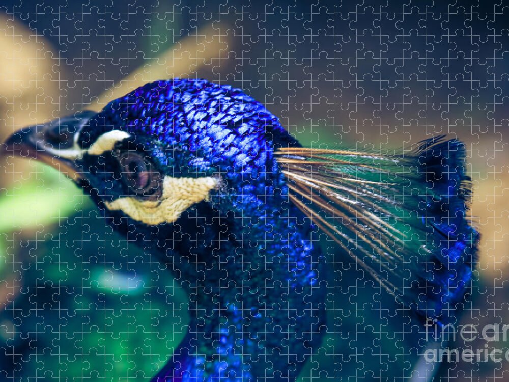 Peacock Indian Blue Jigsaw Puzzle featuring the photograph Pavo cristatus - Indian Blue Peacock - Maui Hawaii by Sharon Mau