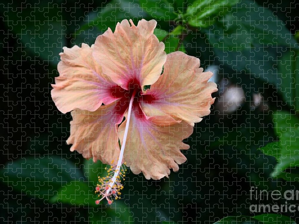Peach Jigsaw Puzzle featuring the photograph Peach and deep purple hibiscus flower by Imran Ahmed