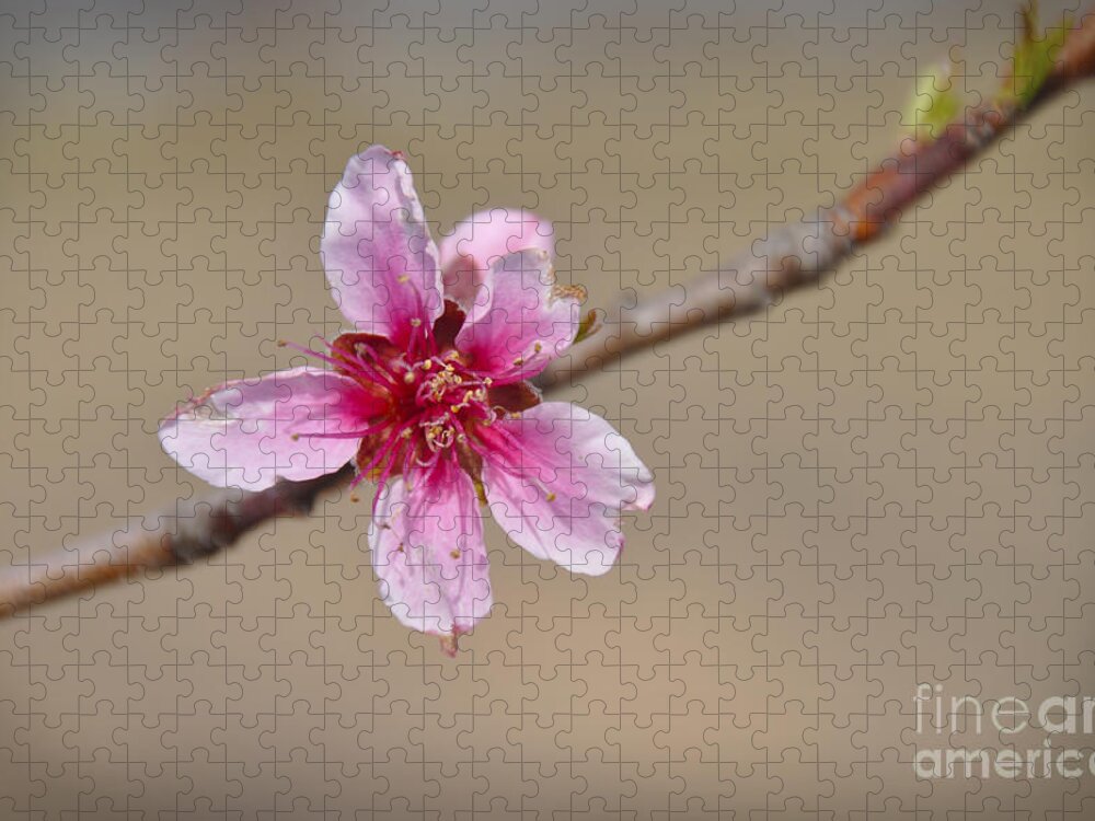 Peach Jigsaw Puzzle featuring the photograph Peach Blossom by Cheryl McClure