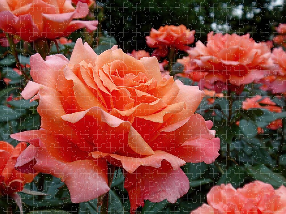 Roses Jigsaw Puzzle featuring the photograph Peach Roses by Rona Black