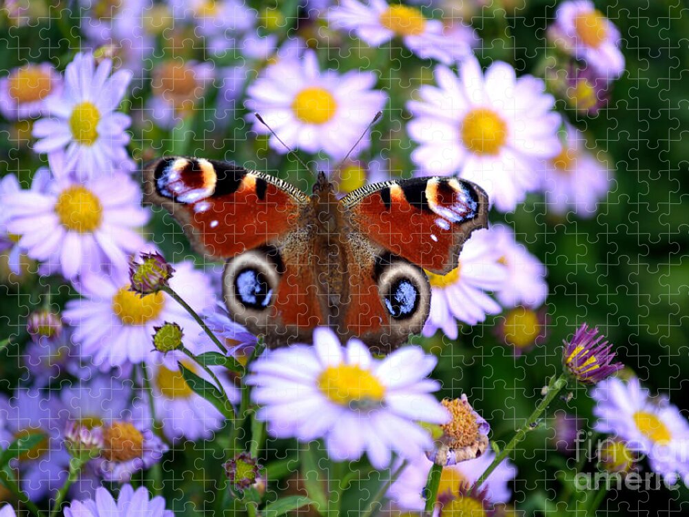 Peacock Butterfly Jigsaw Puzzle featuring the photograph Peacock Butterfly Perched On The Daisies by Scott Lyons