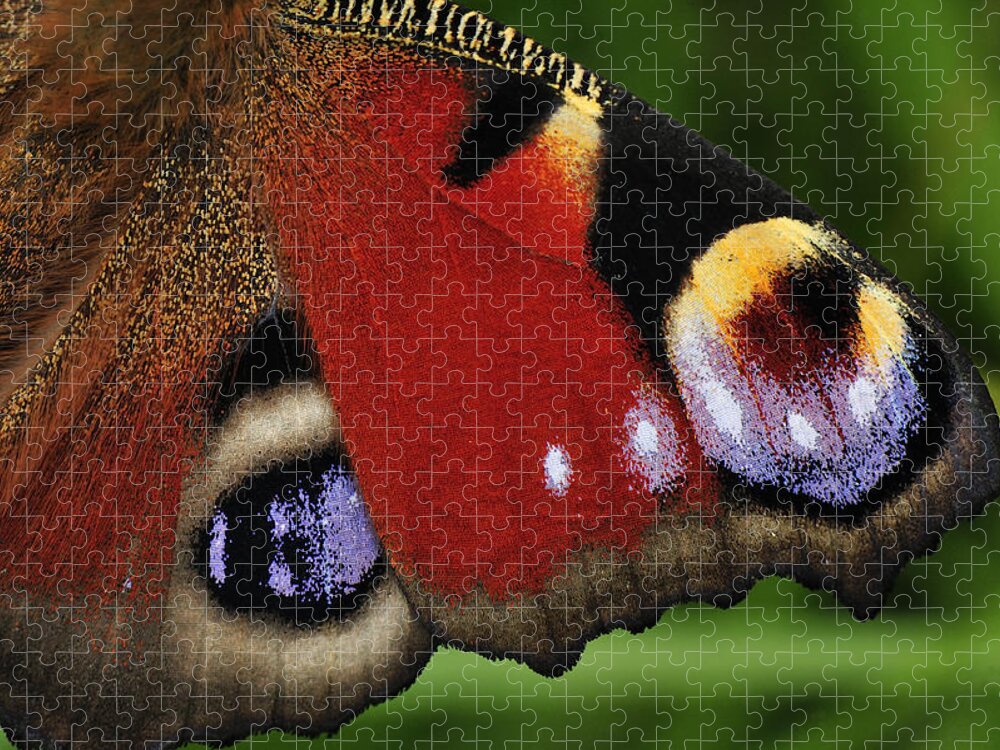 Feb0514 Jigsaw Puzzle featuring the photograph Peacock Butterfly Wing Detail by Thomas Marent