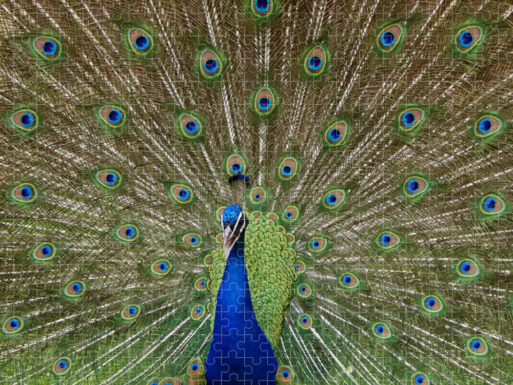 Bird Jigsaw Puzzle featuring the photograph Peacock by Ernest Echols
