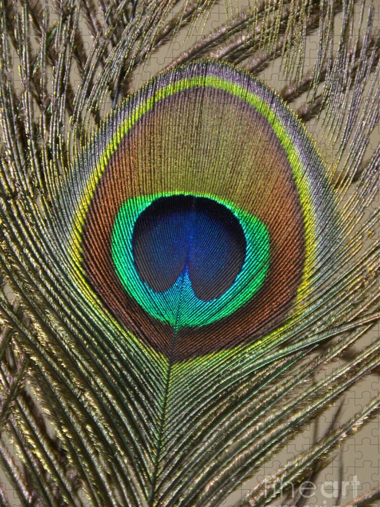 Peacock Feather Jigsaw Puzzle featuring the photograph Peacock Feather by Debra Thompson