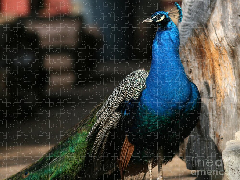Peacock Jigsaw Puzzle featuring the photograph Peacock II by Douglas Stucky