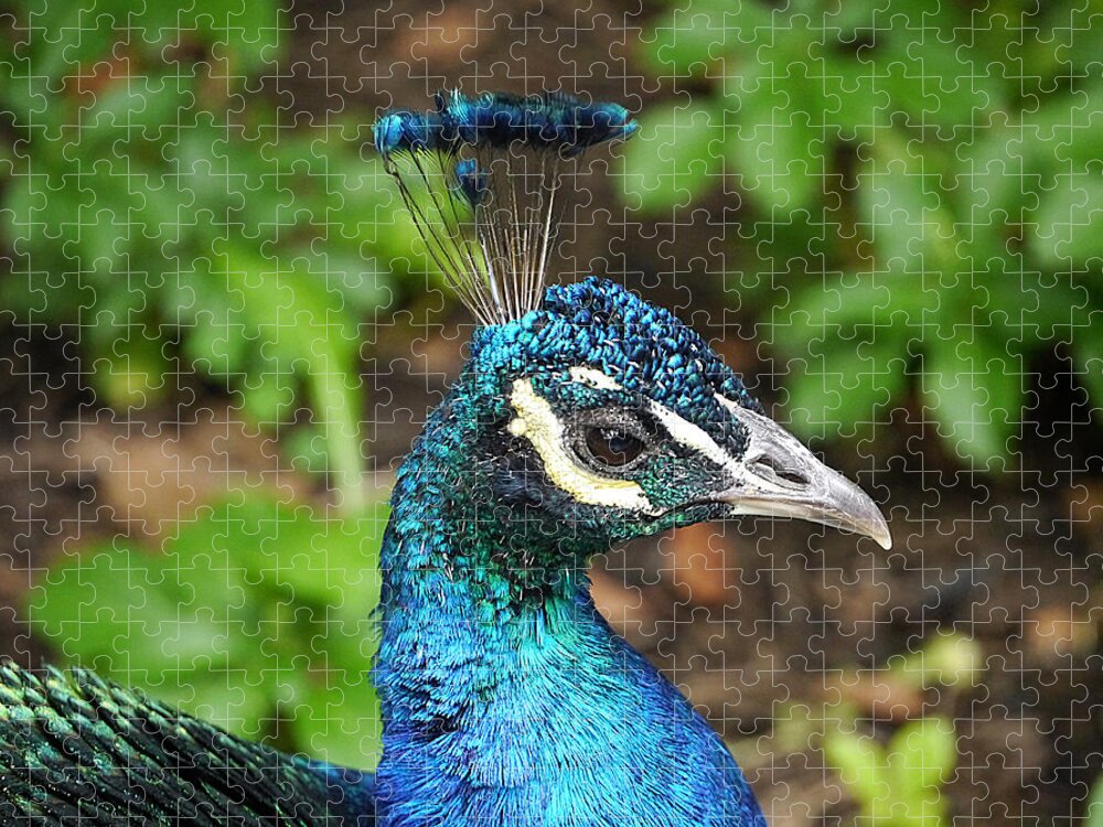 Richard Reeve Jigsaw Puzzle featuring the photograph Peacock - Portrait by Richard Reeve