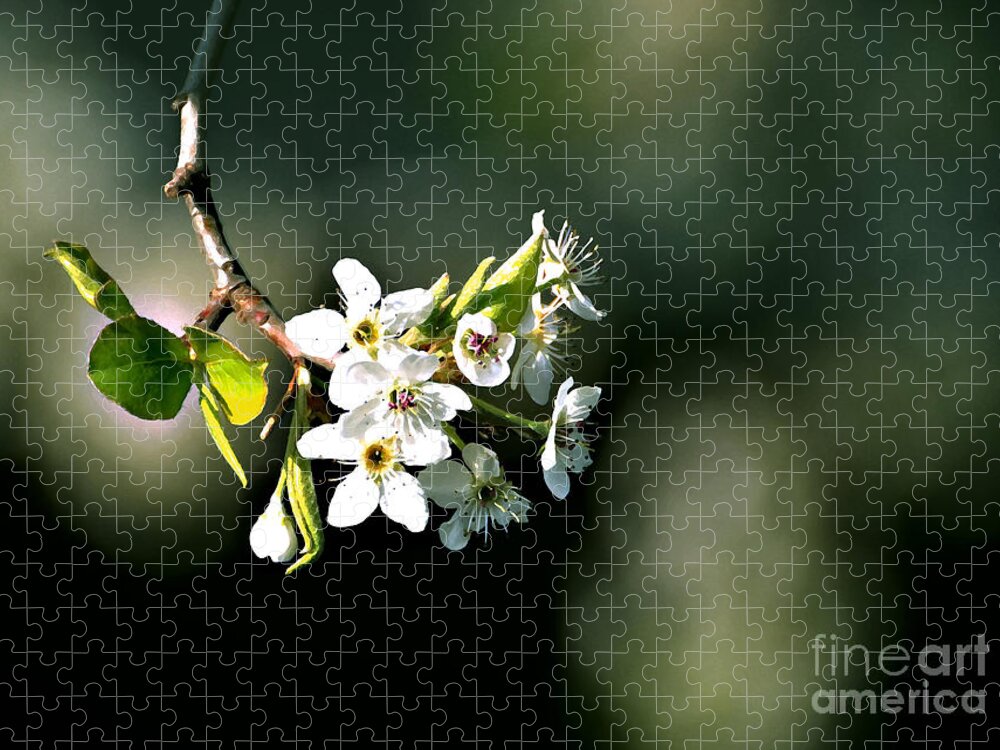 Spring Jigsaw Puzzle featuring the photograph Pear Blossom Digital by Linda Cox