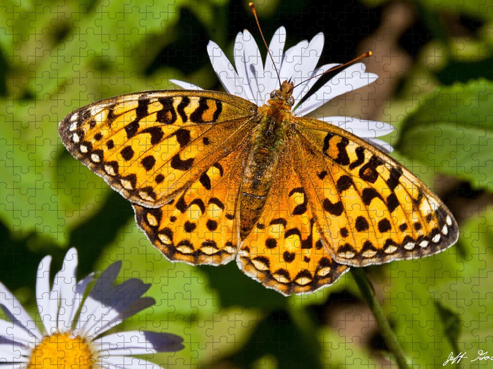 Aster Jigsaw Puzzle featuring the photograph Pearl Border Fritillary Butterfly on an Aster Bloom by Jeff Goulden