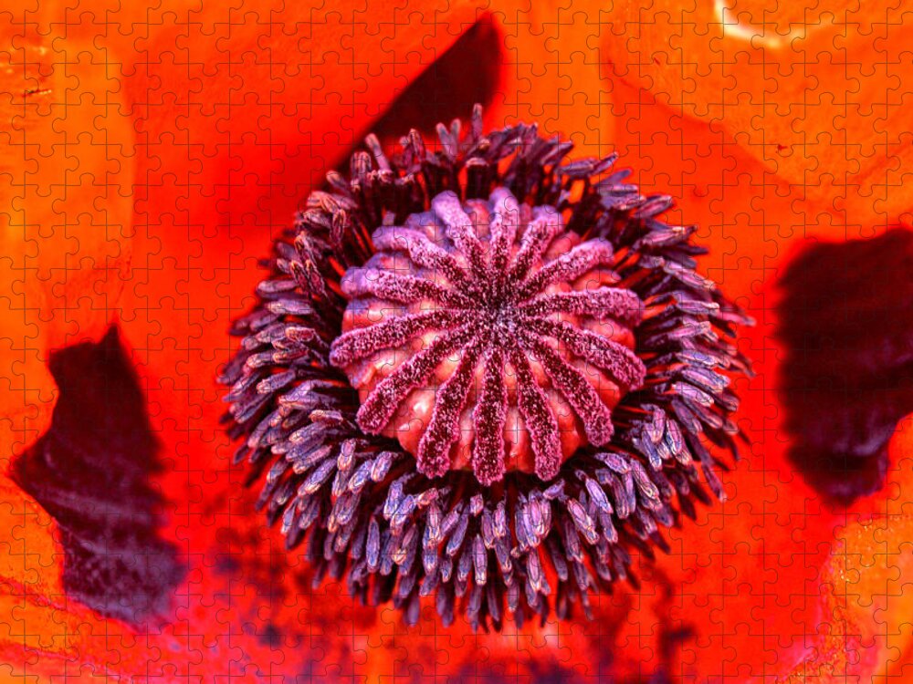 Poppy Jigsaw Puzzle featuring the photograph Peeking into a Poppy by Mike Martin