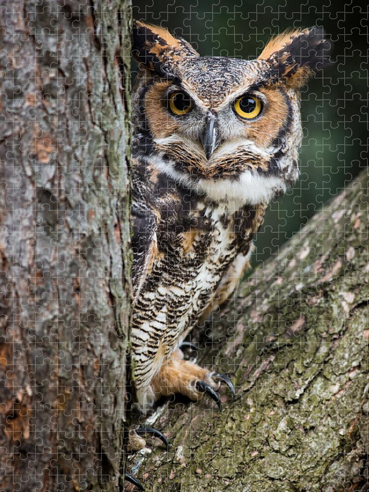 Great Horned Owl Jigsaw Puzzle featuring the photograph Peering Out by Dale Kincaid