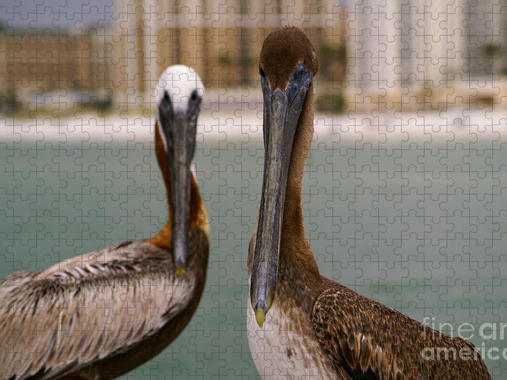 Pelican Jigsaw Puzzle featuring the photograph Pelican Couple by Jennifer White