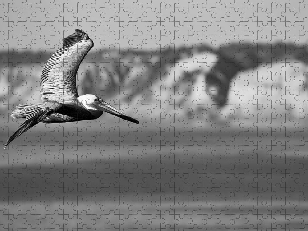 Dusk Jigsaw Puzzle featuring the photograph Pelican in Black and White by Sebastian Musial